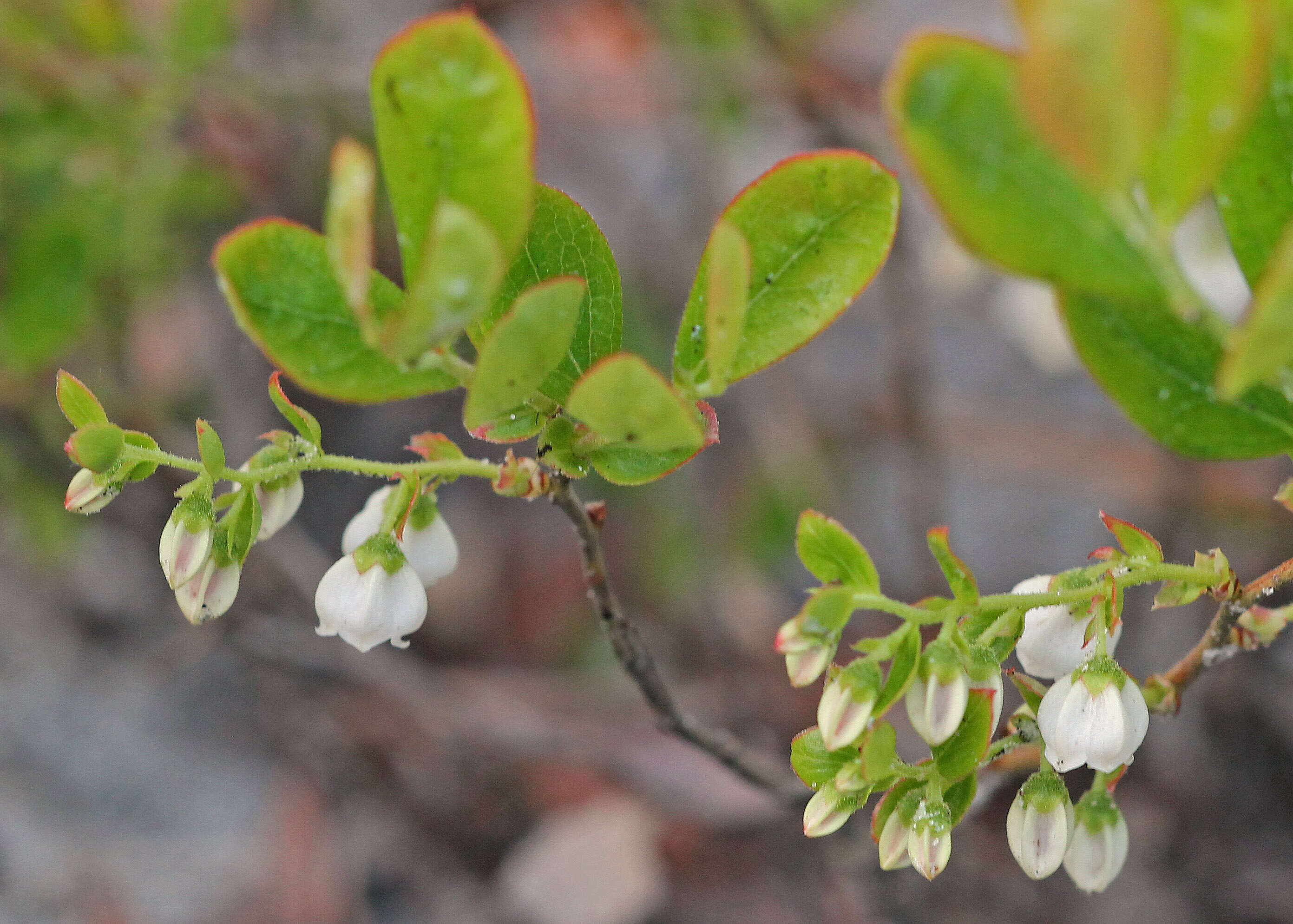 Image of dwarf huckleberry