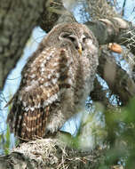 Image of Barred Owl