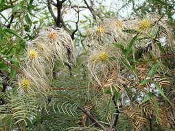 Sivun Clematis montevidensis Spreng. kuva