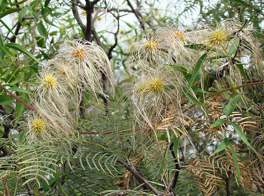 Sivun Clematis montevidensis Spreng. kuva