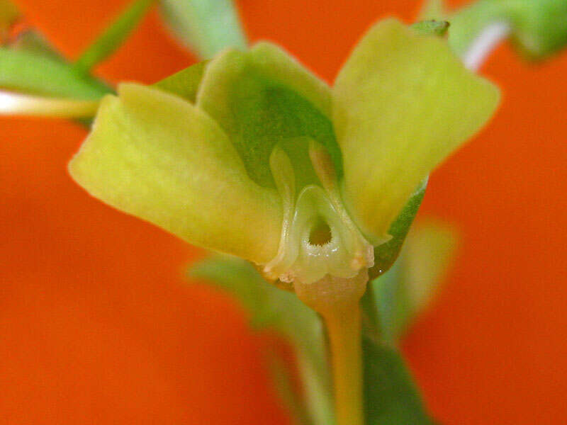 Habenaria petalodes Lindl. resmi