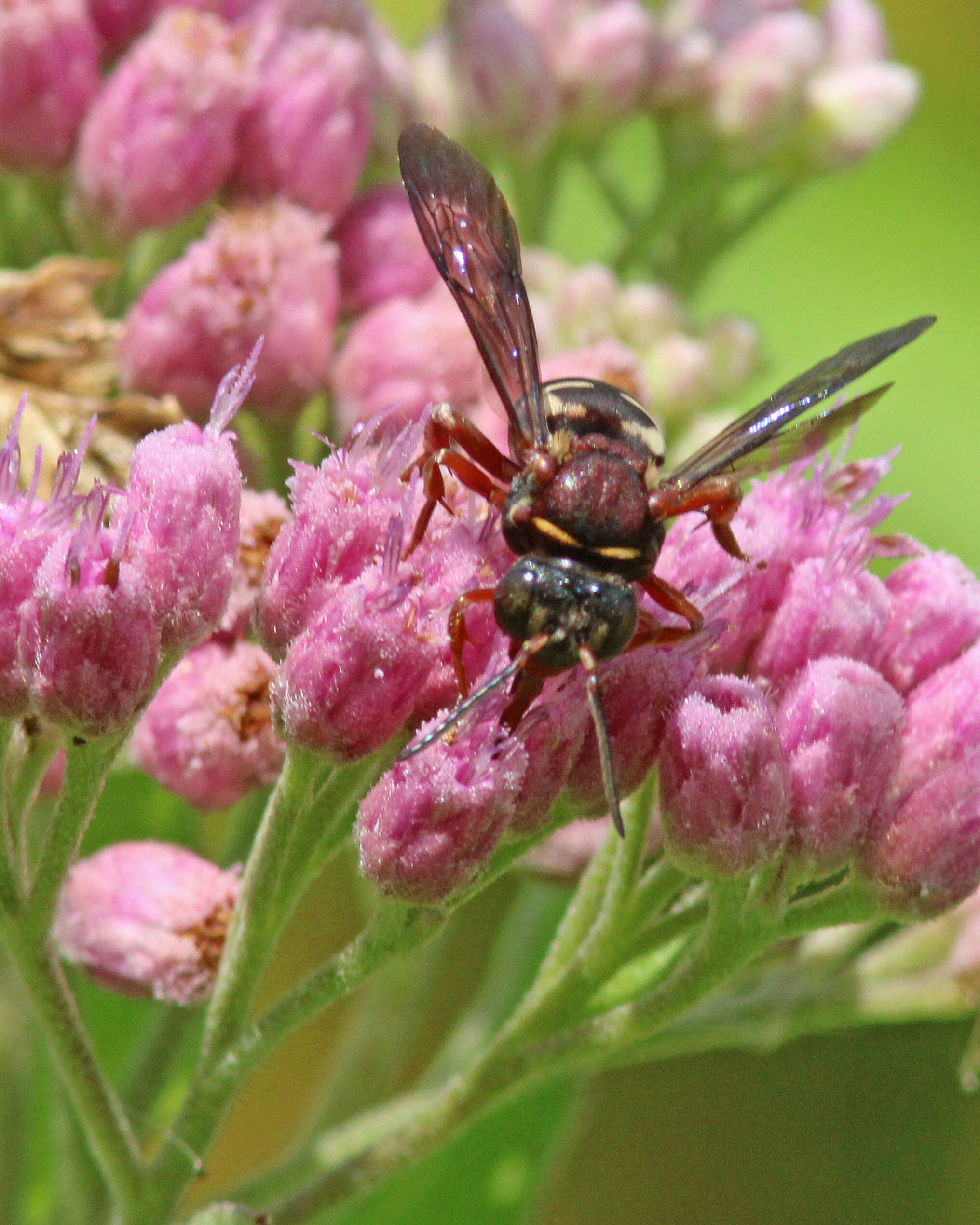 Triepeolus rufithorax Graenicher 1928 resmi