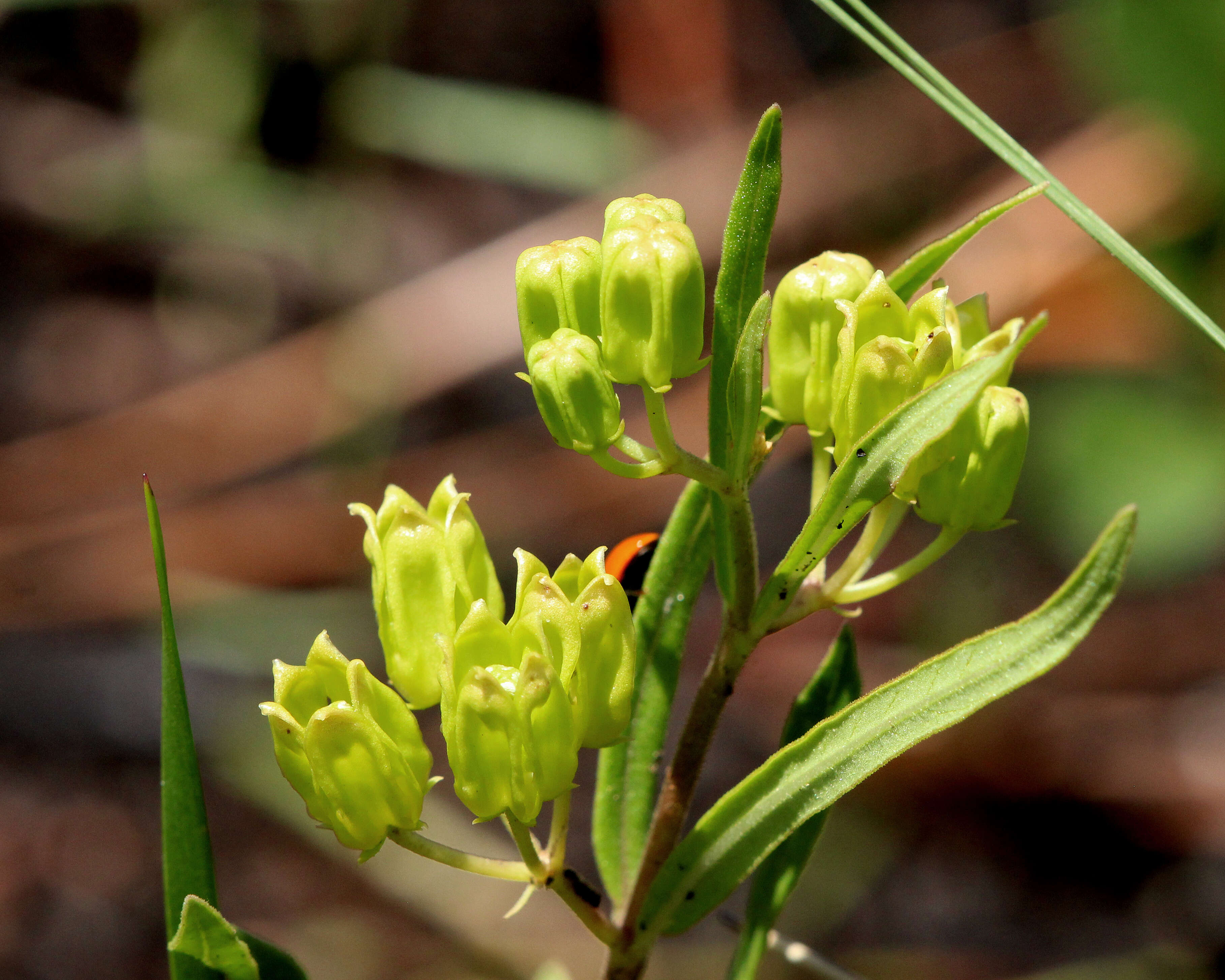 Image of Savannah Milkweed