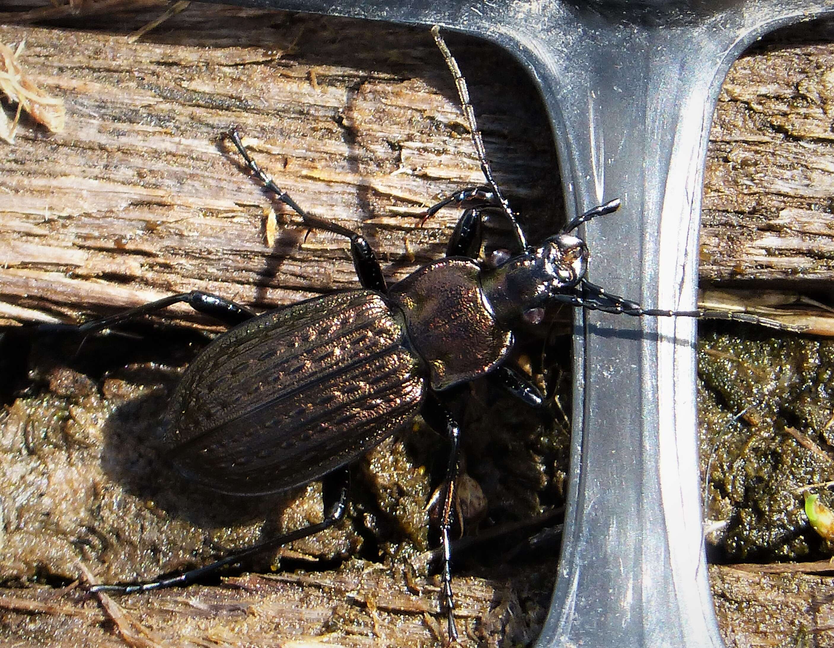 Image of Granulated Carabid