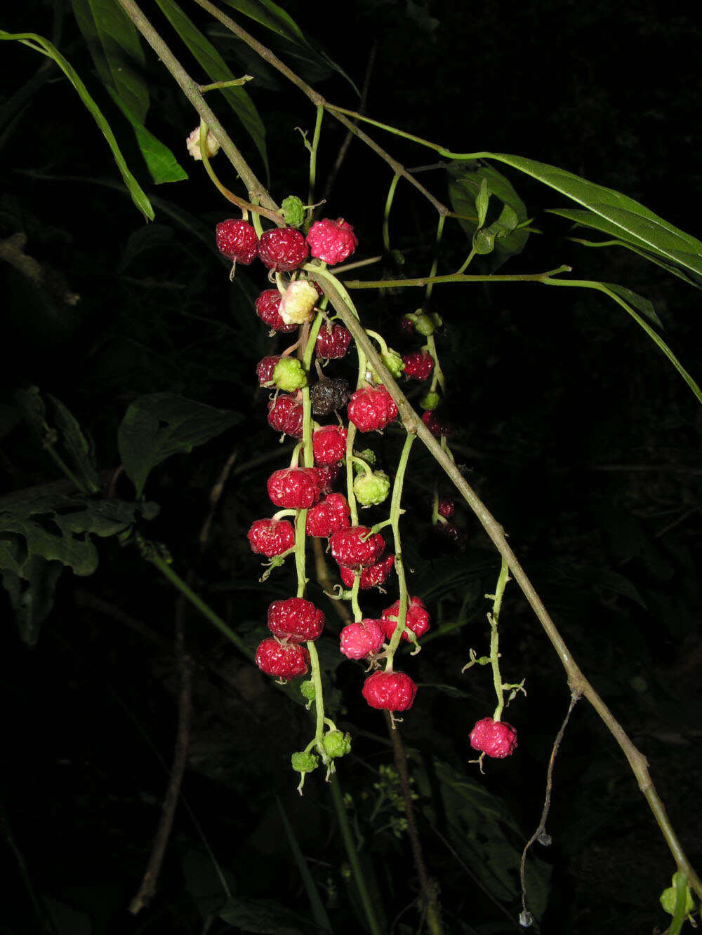 Image of Trophis mexicana (Liebm.) Bur.