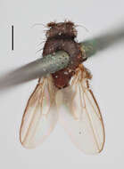 صورة Thoracochaeta zosterae (Haliday 1833)