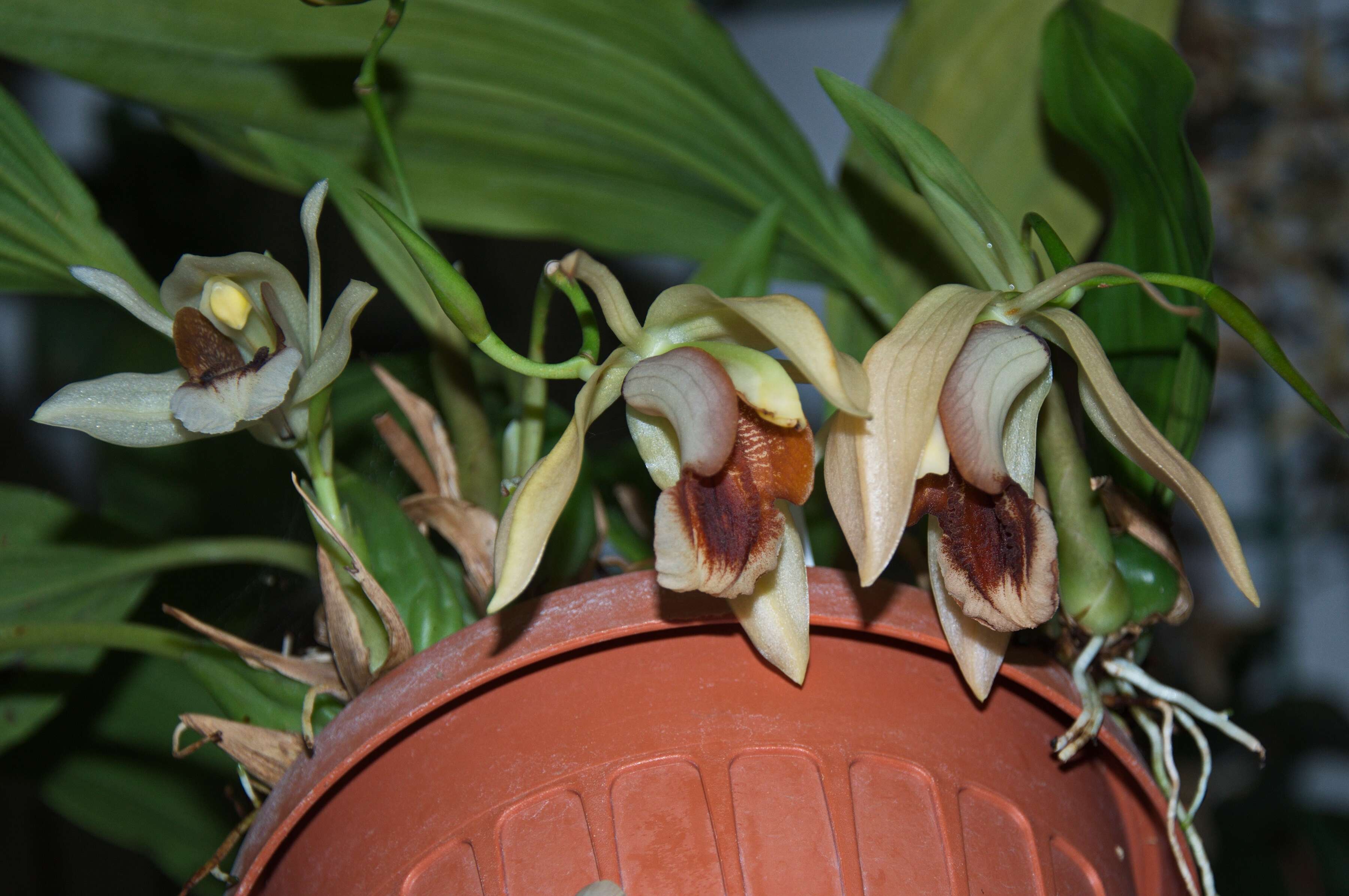 Image of Coelogyne xyrekes Ridl.