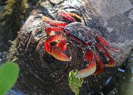 Image of mangrove crab