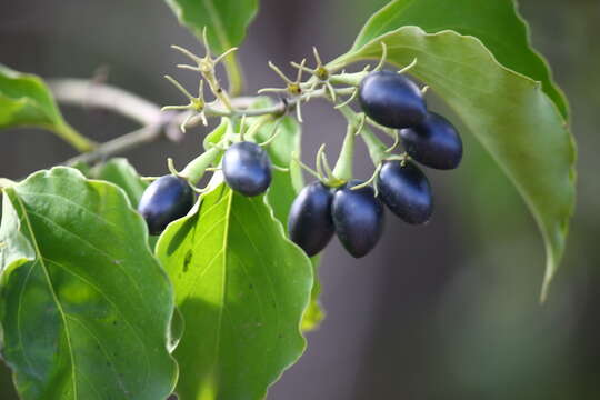 Imagem de Jasminum malabaricum Wight