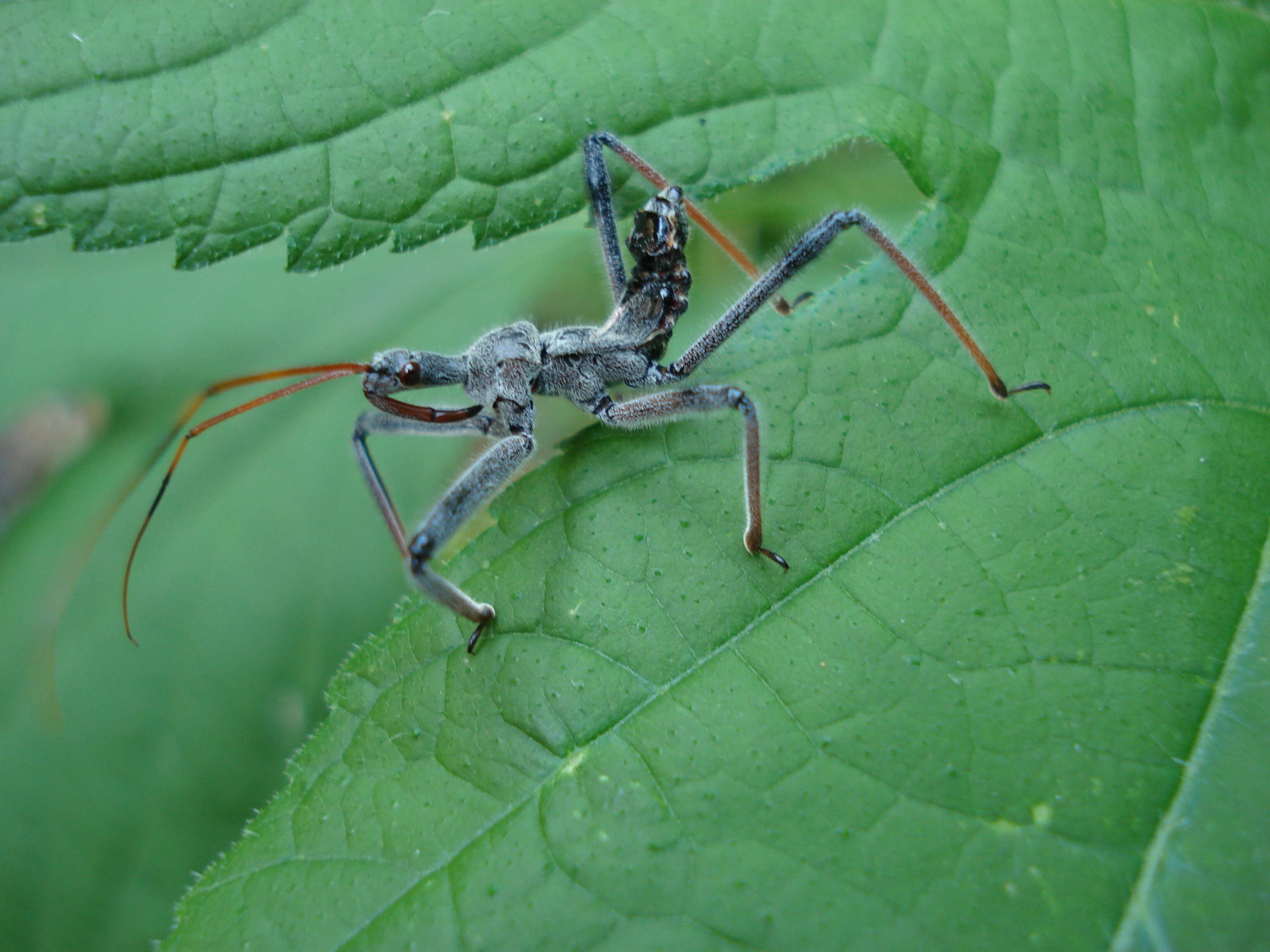 صورة Arilus cristatus (Linnaeus 1763)