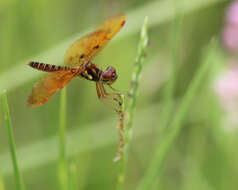 Image of Eastern Amberwing