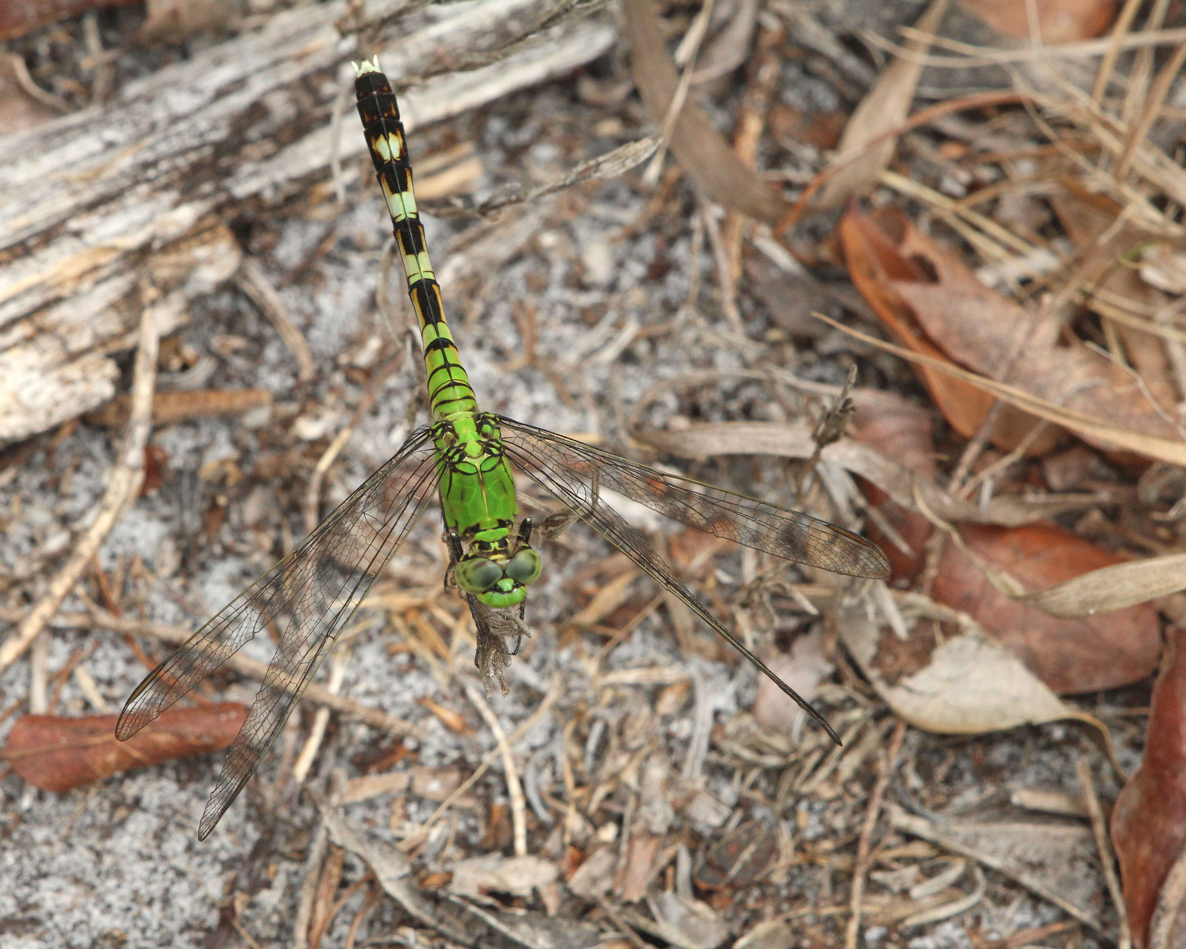 Image of Eastern Pondhawk