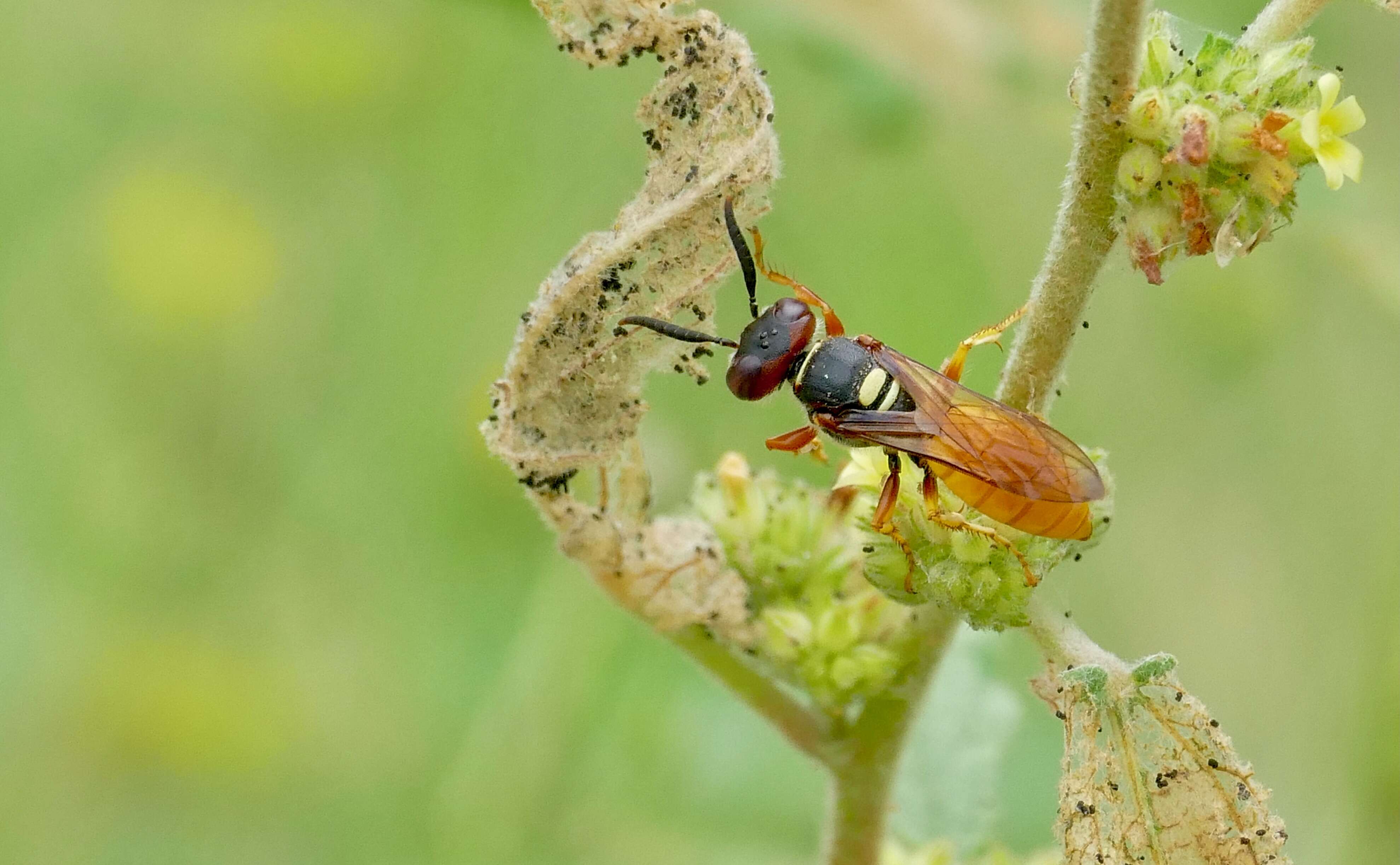 Philanthus triangulum diadema (Fabricius 1781)的圖片