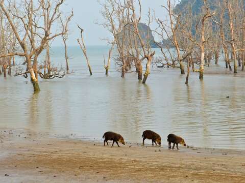 Image of Bearded Pig