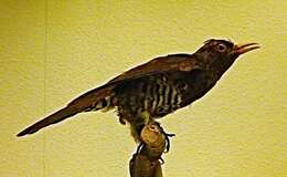 Image of Violet Cuckoo