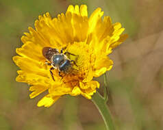 صورة Osmia chalybea Smith 1853