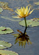 Image of yellow waterlily