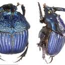 صورة <i>Phanaeus amethystinus guatemalensis</i>