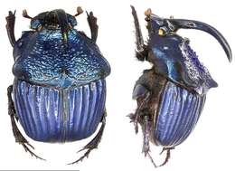 Imagem de <i>Phanaeus amethystinus guatemalensis</i>