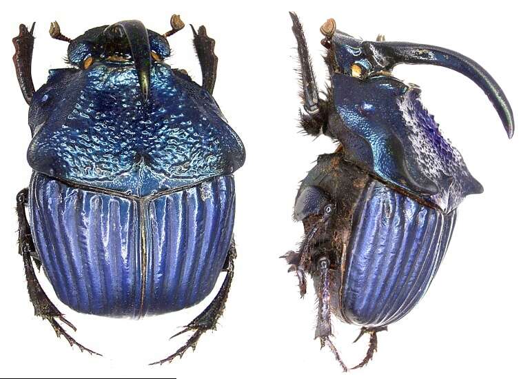 Слика од <i>Phanaeus amethystinus guatemalensis</i>