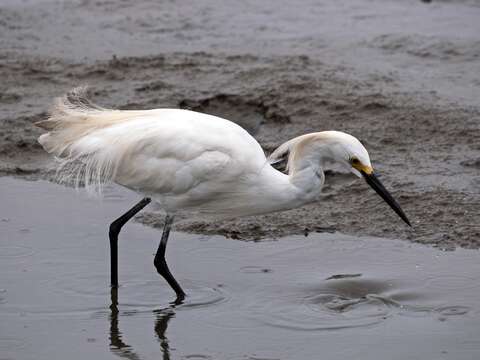 Image of Snowy Egret