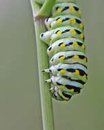 Image of Black Swallowtail