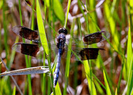 Слика од Erythrodiplax umbrata (Linnaeus 1758)