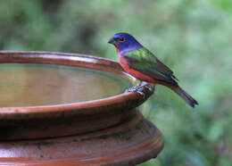 Image of Painted Bunting