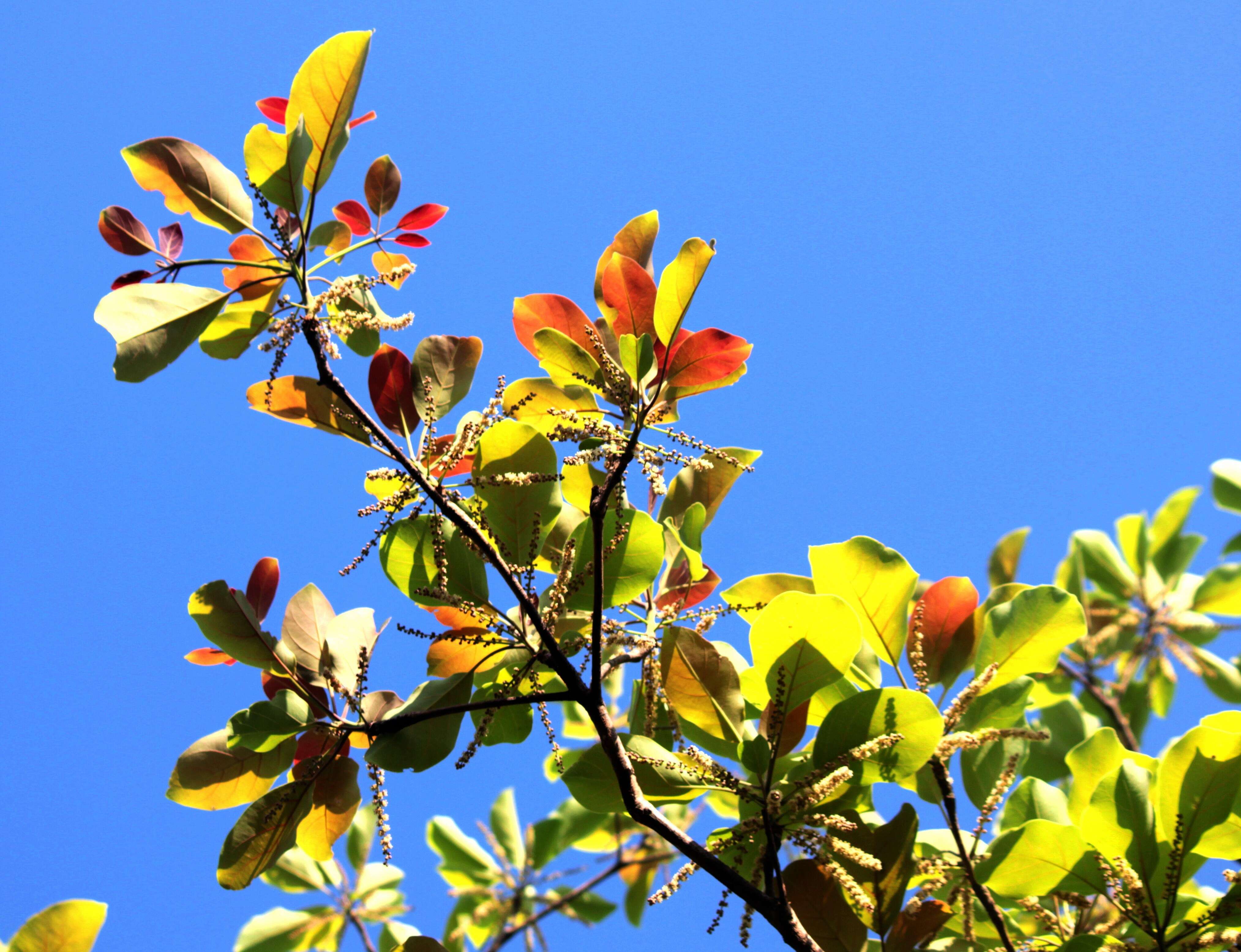 Image de Terminalia bellirica (Gaertn.) Roxb.