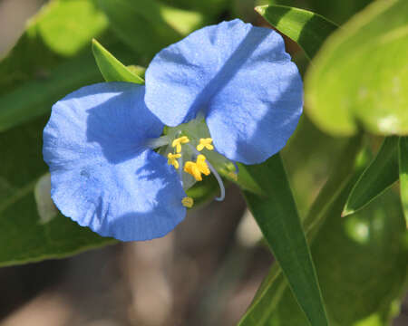 Image of Blousel Blommetjie