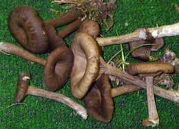 Image of goblet funnel cap