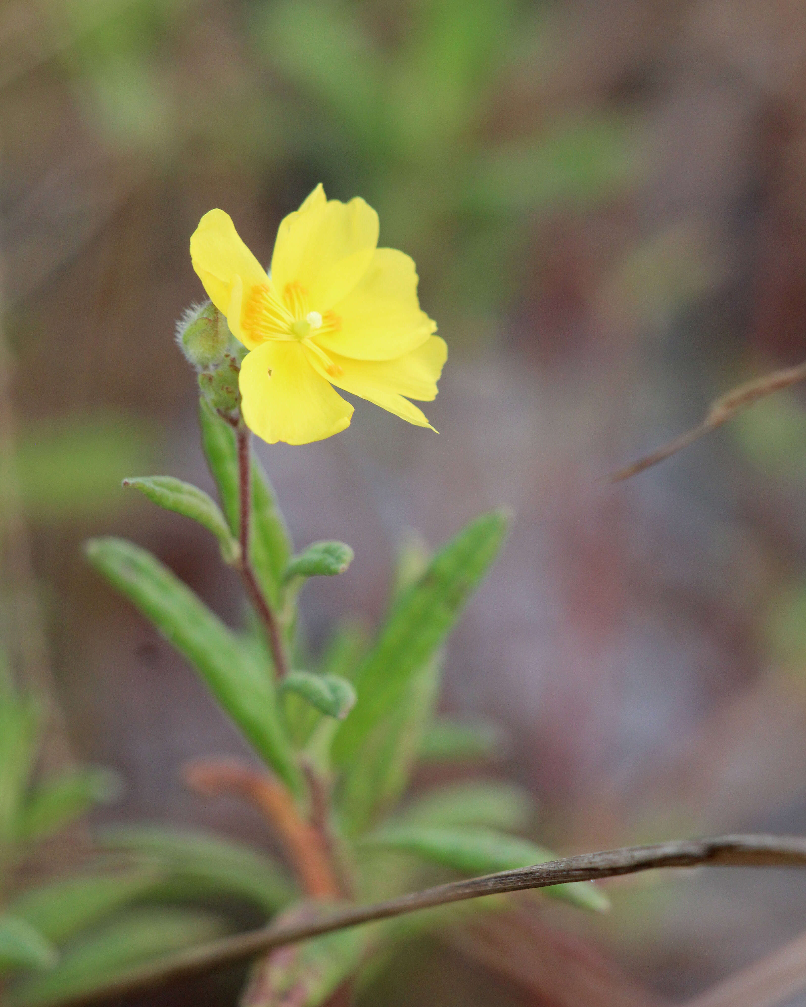 Image of pine barren frostweed