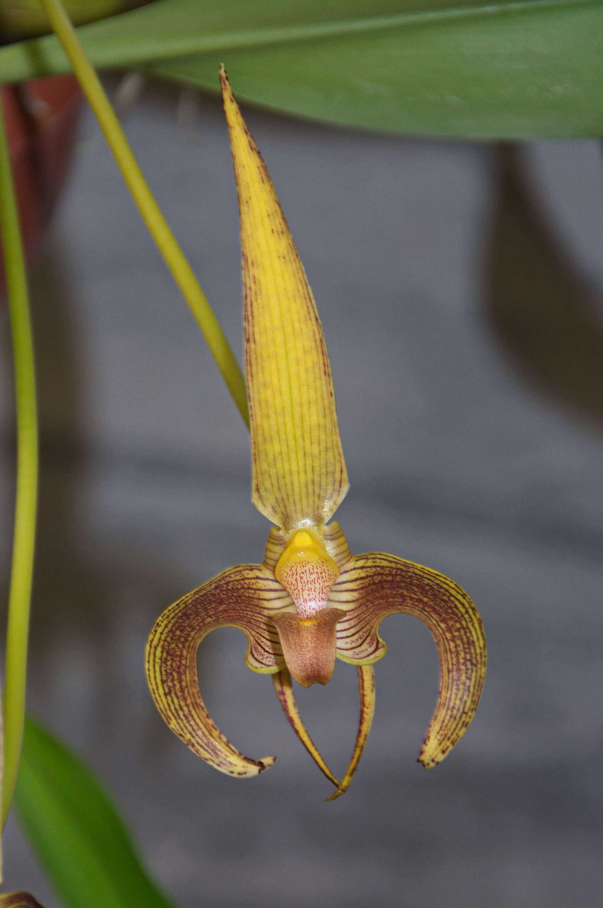 Image de Bulbophyllum lobbii Lindl.