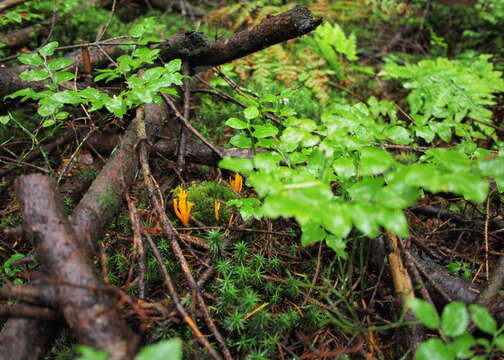 Image of Calocera viscosa (Pers.) Fr. 1821