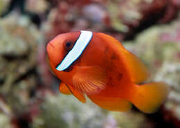 Image of Blackback anemonefish