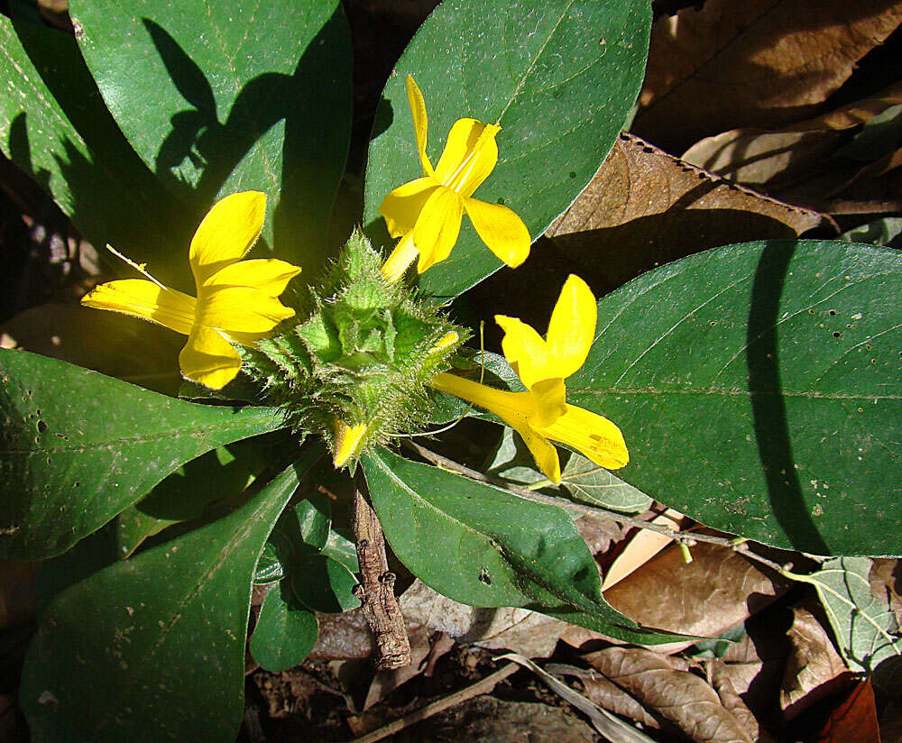 Image of Barleria oenotheroides Dum.-Cours.