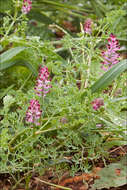 Image of Common Fumitory