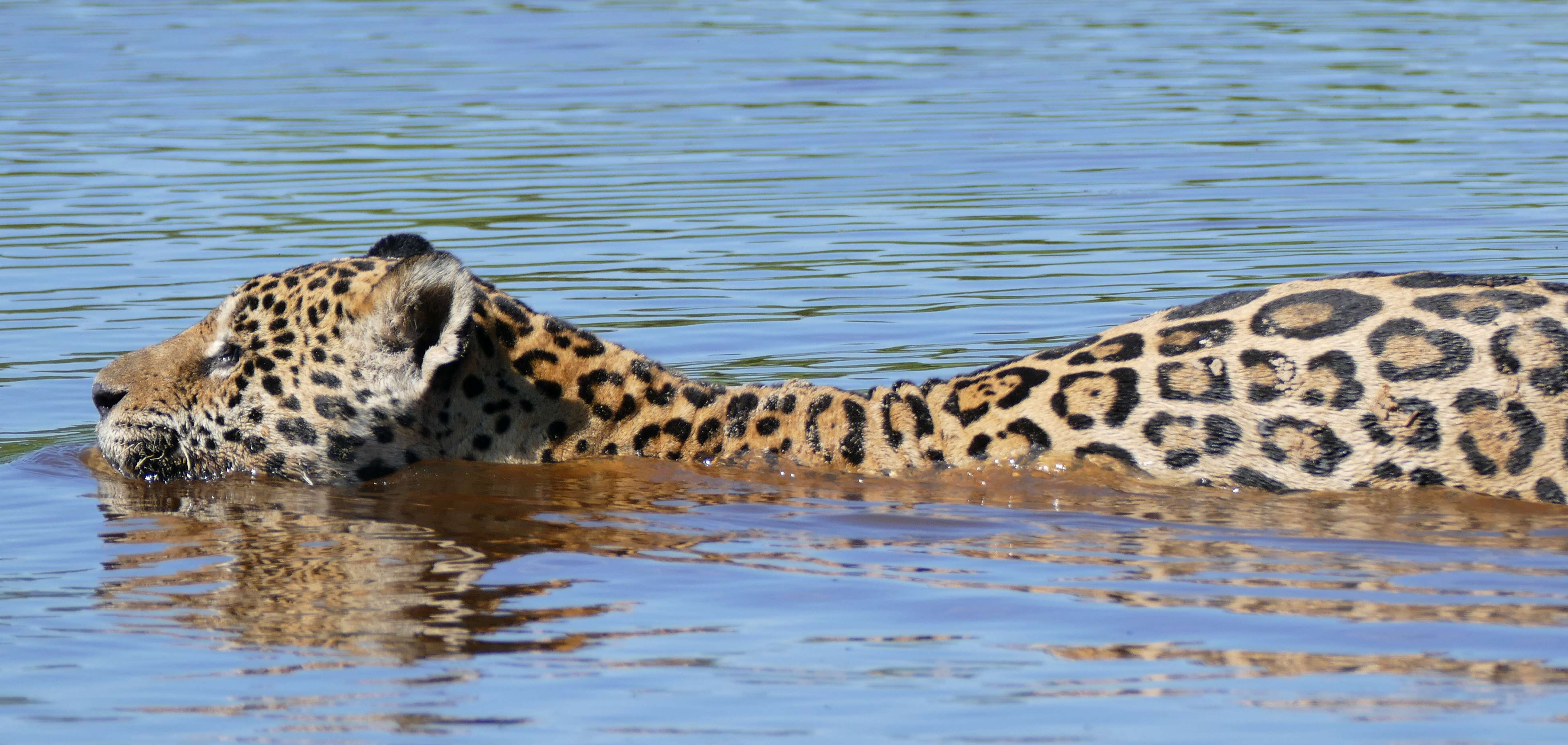 Image of Jaguar