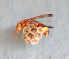 Image of Polistes stigma (Fabricius 1793)