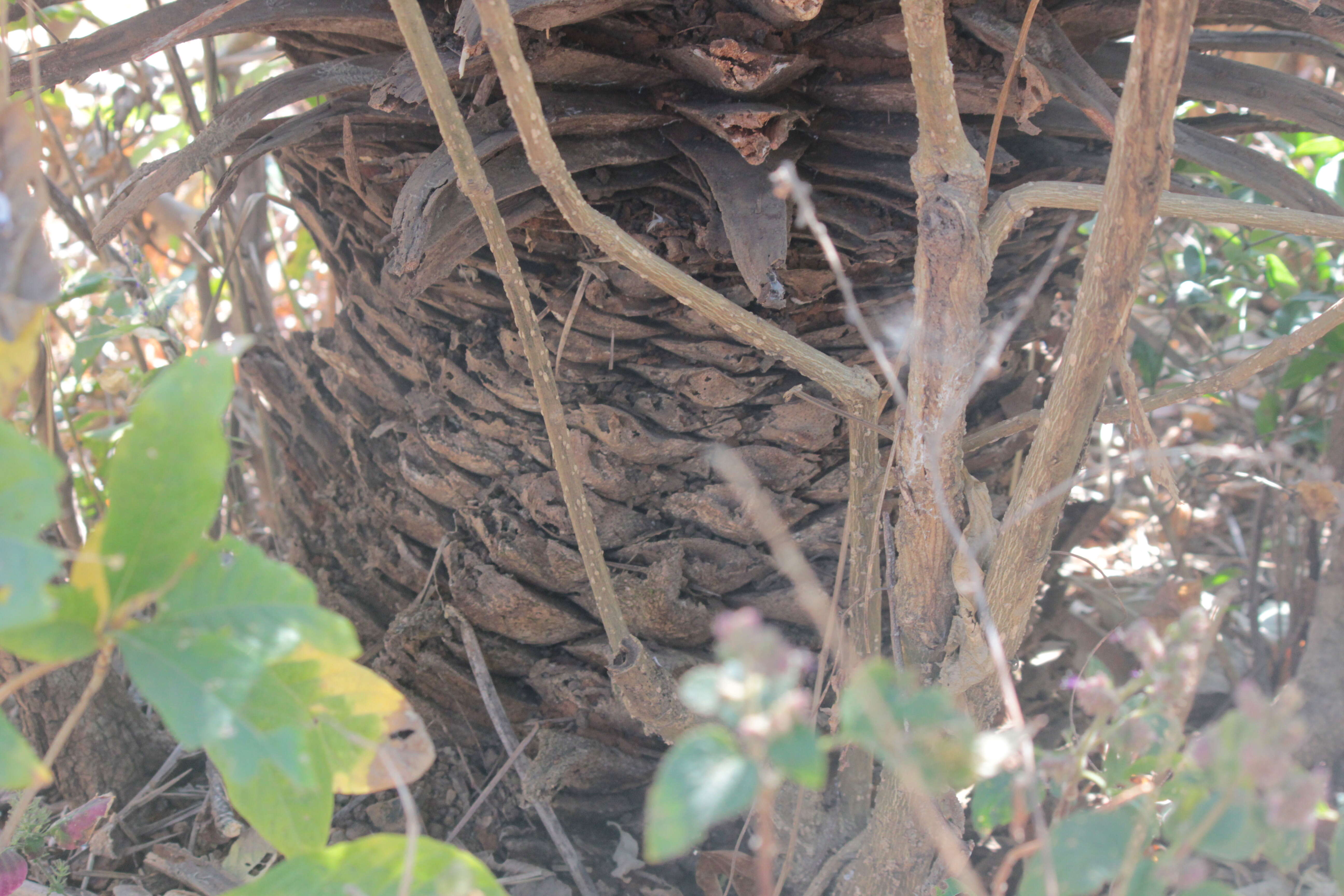 Image de Phoenix loureiroi var. pedunculata (Griff.) Govaerts