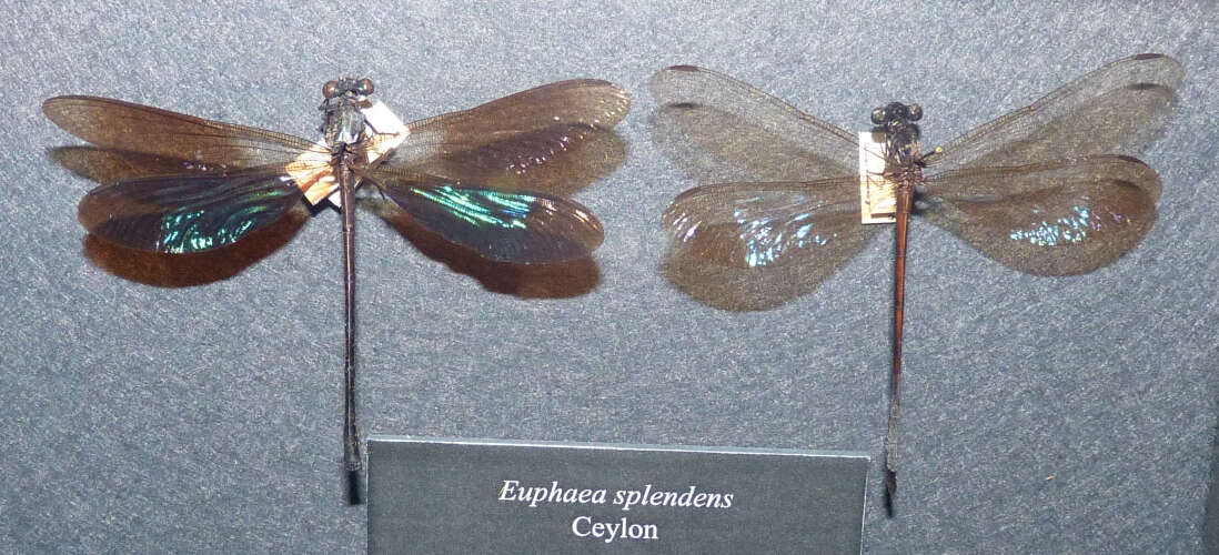 Image of Euphaea splendens Hagen ex Selys 1853