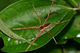 Plancia ëd Dolomedes saganus Bösenberg & Strand 1906