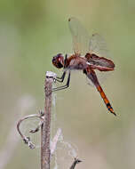 Tramea carolina (Linnaeus 1763) resmi