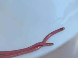 Image of long-beaked Blind Snake