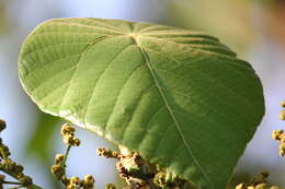 Image of Macaranga peltata (Roxb.) Müll. Arg.