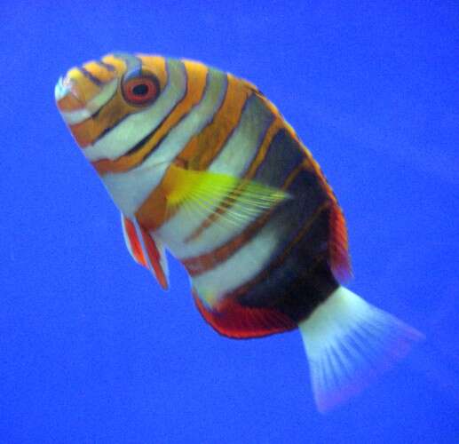 Image of Harlequin Tuskfish