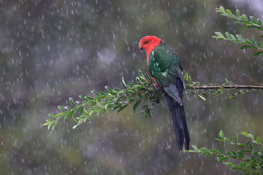 Image of Australian King Parrot