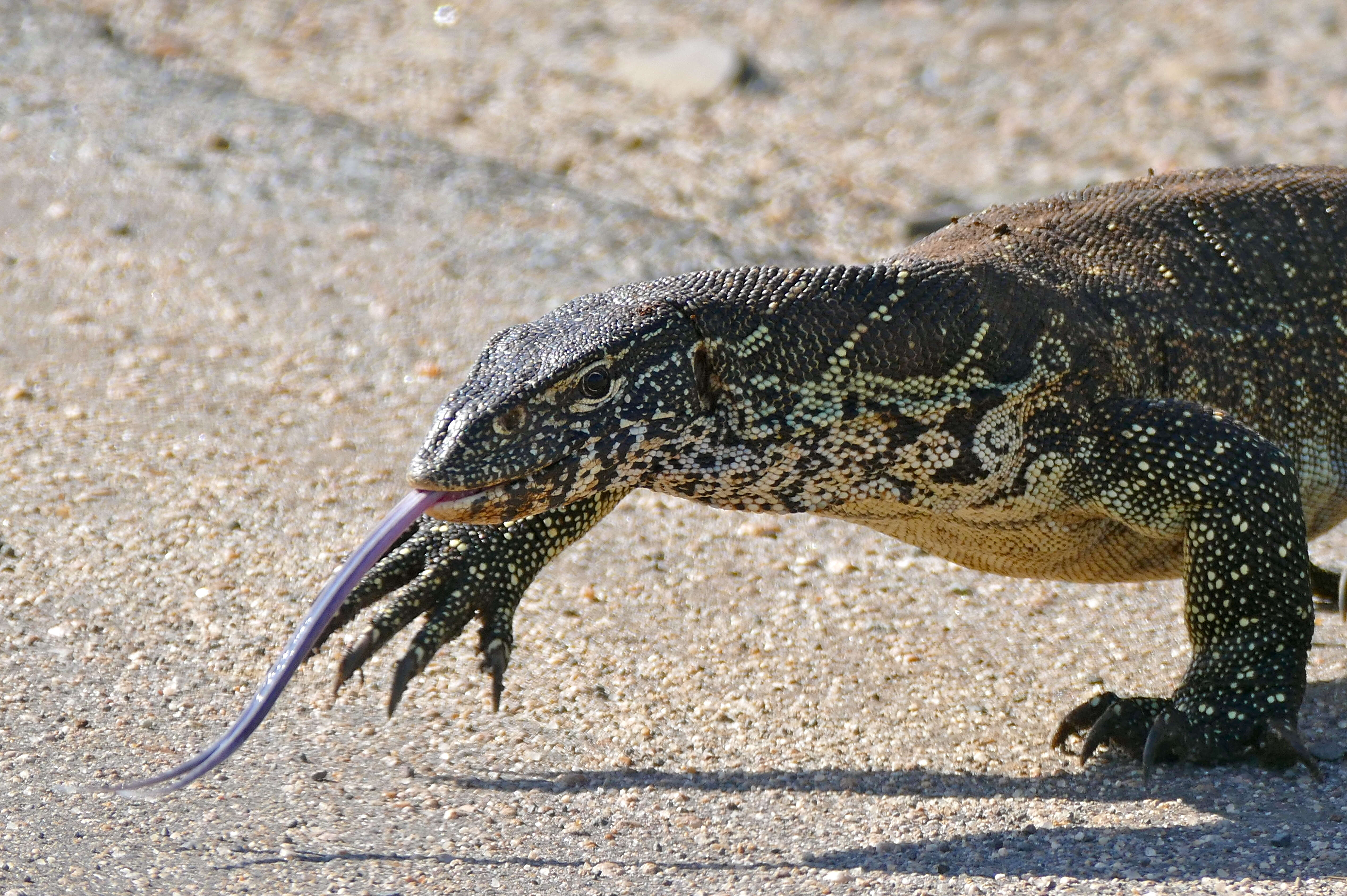 Imagem de Varanus niloticus (Linnaeus 1766)