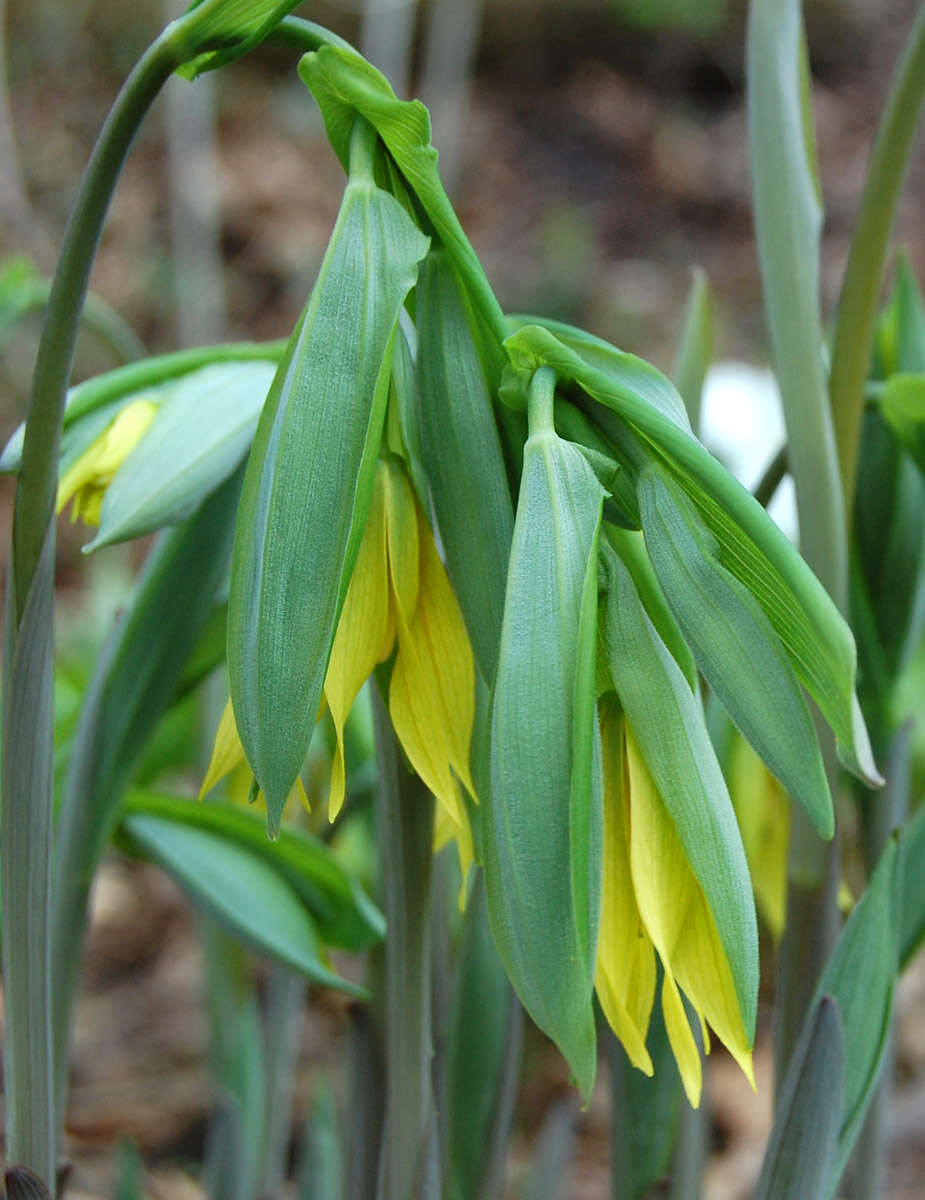 Image of largeflower bellwort