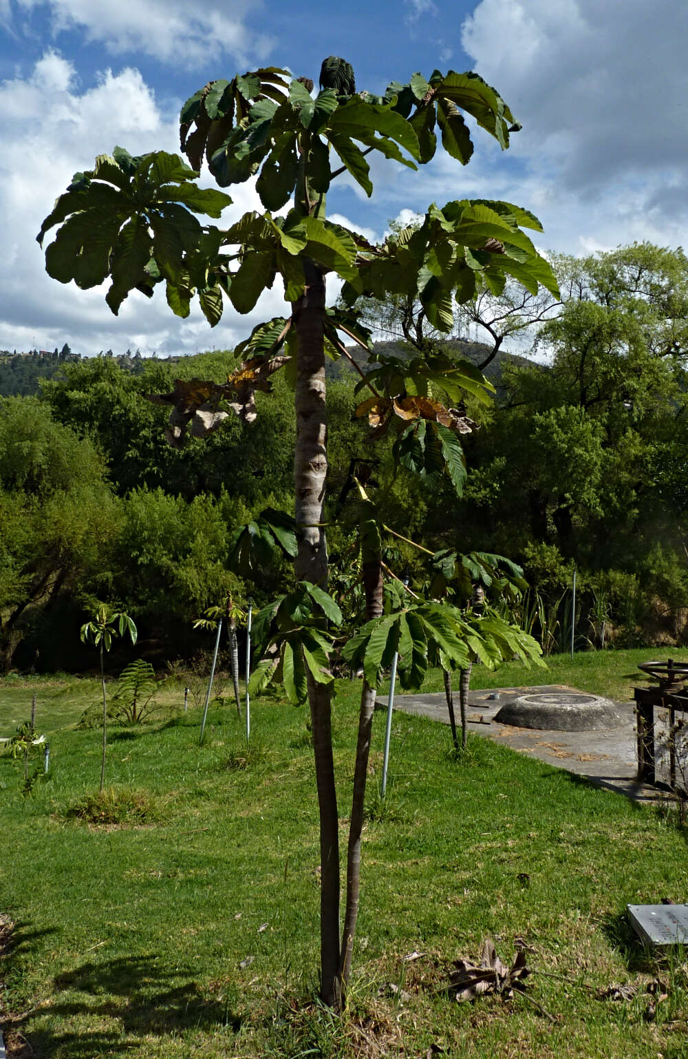 Image of Cecropia ficifolia Warb.